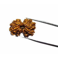 Certified Gauri Shankar Rudraksha & Original For Marriage & Prosperity