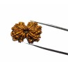 Certified Gauri Shankar Rudraksha & Original For Marriage & Prosperity