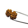 Certified Gauri Shankar Rudraksha & Original For Marriage & Prosperity