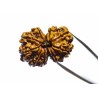 Certified Gauri Shankar Rudraksha & Original For Marriage & Prosperity