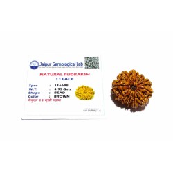 Natural 11 Mukhi Nepali Rudraksha Bead, Affordable & Certified 24 mm