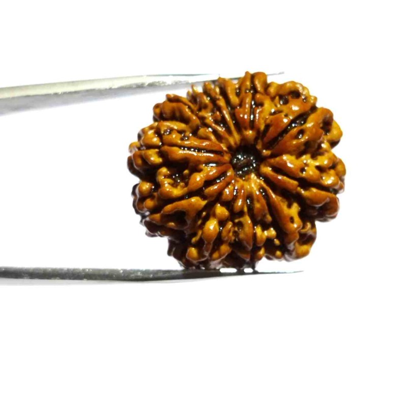 Natural 11 Mukhi Nepali Rudraksha Bead, Affordable & Certified 24 mm