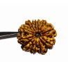 Natural 11 Mukhi Nepali Rudraksha Bead, Affordable & Certified 24 mm