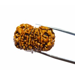 Natural 11 Mukhi Nepali Rudraksha Bead, Affordable & Certified 24 mm