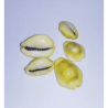 Yellow Kaudi (Peeli Kaudi)- 11 Pieces For Health, Prosperity