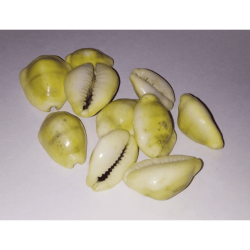 Yellow Kaudi (Peeli Kaudi)- 11 Pieces For Health, Prosperity