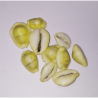 Yellow Kauri (Peeli Kaudi)- 21 Pieces For Health, Prosperity