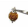 7 Mukhi Rudraksha Bead in Silver Pendant & Certified