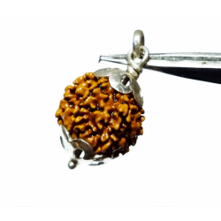 7 Mukhi Rudraksha Bead in...