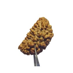 Certified 1 Mukhi Rudraksha One Faced Rudraksha 100% Genuine