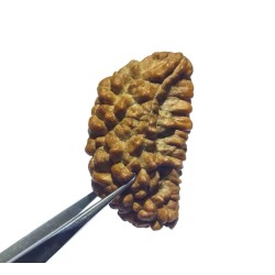 Certified 1 Mukhi Rudraksha One Faced Rudraksha 100% Genuine