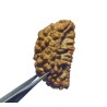 Certified 1 Mukhi Rudraksha One Faced Rudraksha 100% Genuine