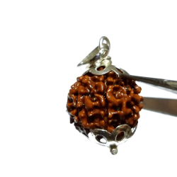 Lab- Certified 6 Mukhi Rudraksha bead in Silver Pendant