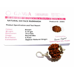 Lab- Certified 6 Mukhi Rudraksha bead in Silver Pendant