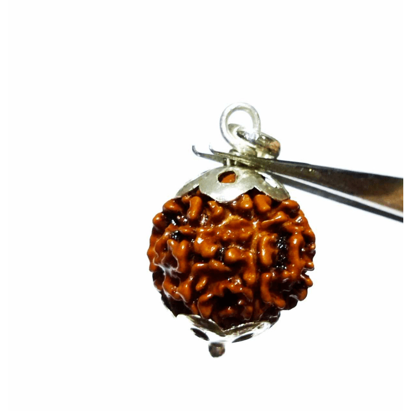 Lab- Certified 6 Mukhi Rudraksha bead in Silver Pendant