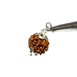 Lab- Certified 6 Mukhi Rudraksha bead in Silver Pendant