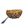 Certified 1 Mukhi Rudraksha One Faced Rudraksha 100% Genuine