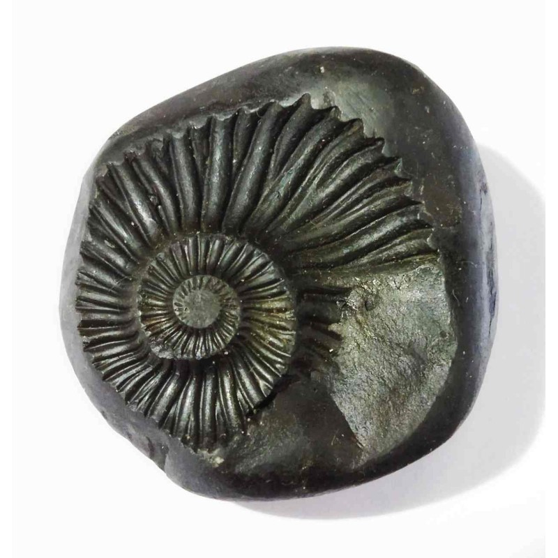 Very Rare Kuber Shaligram 61 Gram Unique