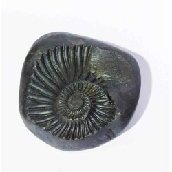 Very Rare Kuber Shaligram 61 Gram Unique