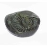 Very Rare Kuber Shaligram 61 Gram Unique