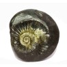 Kuber Shaligram 151 Gram Very Rare Shaligram