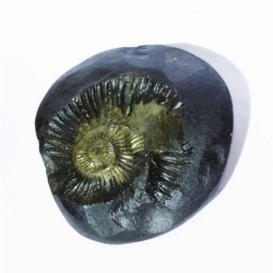 Kuber Shaligram 151 Gram Very Rare Shaligram