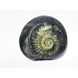 Kuber Shaligram 151 Gram Very Rare Shaligram