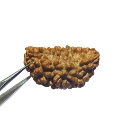 Certified 1 Mukhi Rudraksha One Faced Rudraksha 100% Genuine