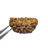 Certified 1 Mukhi Rudraksha One Faced Rudraksha 100% Genuine