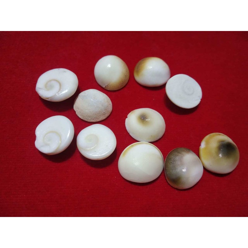 Natural Gomti Chakra ( Medium) 11 Pieces