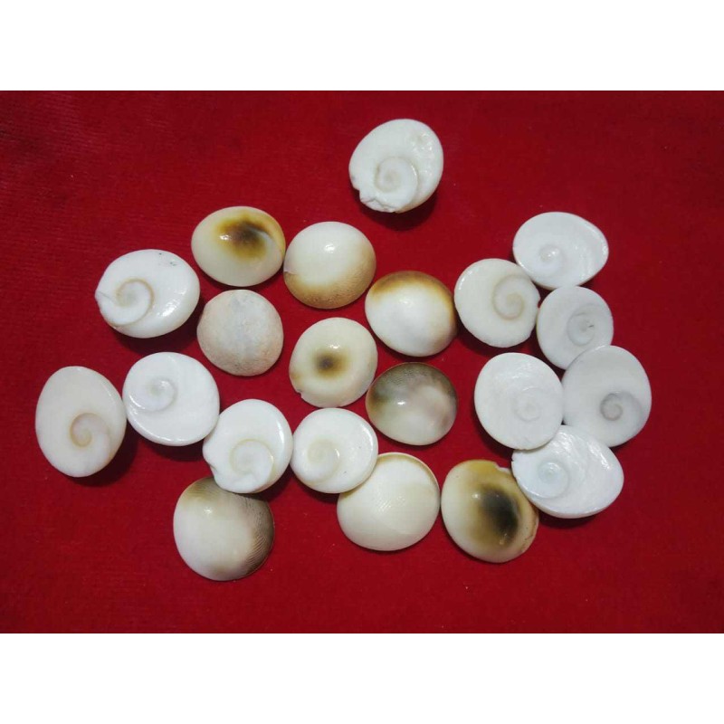 Natural Gomti Chakra (Medium) 21 Pieces