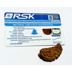 Certified 1 Mukhi Rudraksha One Faced Rudraksha 100% Genuine