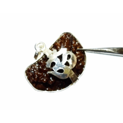 1 Mukhi Rudraksha Beads in Silver Pendant & Lab- Certified