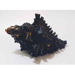 Shani Shankh / Kachhap Shankh (Conch) Rare and Original for Positivity