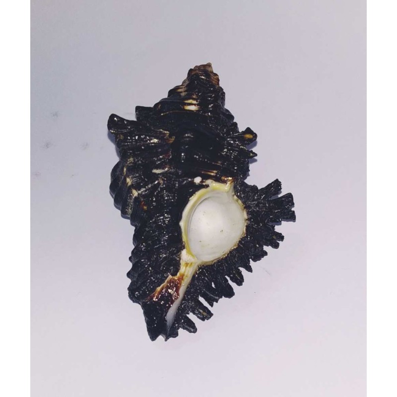 Shani Shankh / Kachhap Shankh (Conch) Rare and Original for Positivity