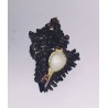 Shani Shankh / Kachhap Shankh (Conch) Rare and Original for Positivity