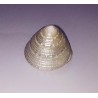 Original Moti Shankh ( Conch ) for Wealth & Prosperity