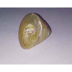 Original Moti Shankh ( Conch ) for Wealth & Prosperity