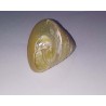 Original Moti Shankh ( Conch ) for Wealth & Prosperity