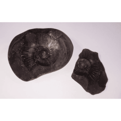 Very Rare Laxmi Narayan Shaligram 100% Genuine – 951 Gram (Lakshmi narayan)