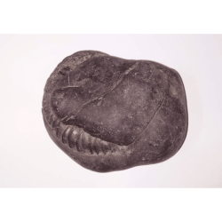 Very Rare Laxmi Narayan Shaligram 100% Genuine – 941 Gram (Lakshmi narayan)