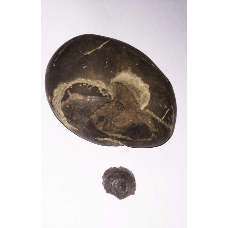 Very Rare Laxmi Narayan Shaligram 100% Genuine – 205 Gram (Lakshmi narayan)