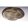 Very Rare Laxmi Narayan Shaligram 100% Genuine – 205 Gram (Lakshmi narayan)