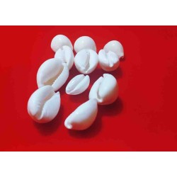 Safed Kaudi / Natural White Kauri Shells  -11 Pieces