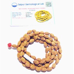 2 Mukhi Rudraksha Mala Genuine & Certified