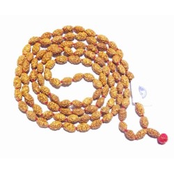 2 Mukhi Rudraksha Mala Genuine & Certified