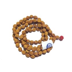 Certified 4 Mukhi Rudraksha...