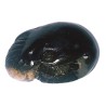 Kalki Shaligram - 100% Genuine & Authentic - 167 Gram