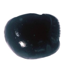 Kalki Shaligram - 100% Genuine & Authentic - 167 Gram