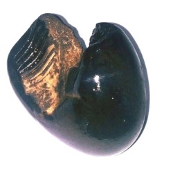 Natural Kurma Shaligram - 75 Gram Very rare 100% Genuine